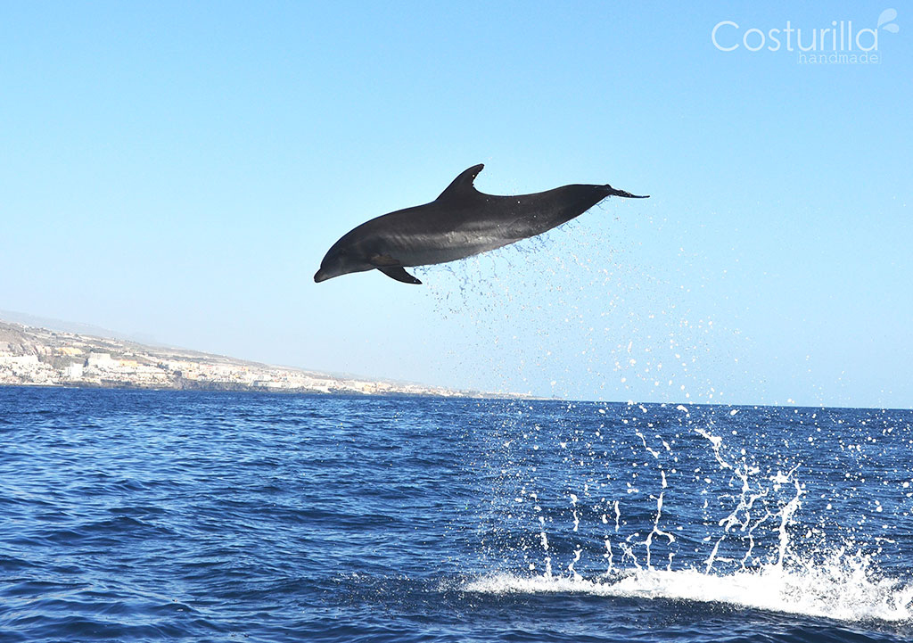 Cetáceos en Canarias delfín moteado