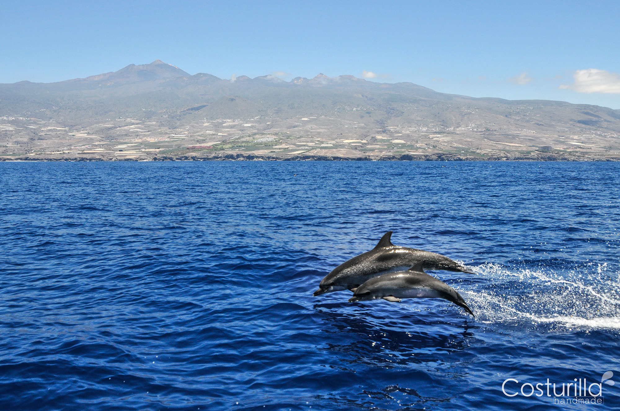 Cetáceos en Canarias