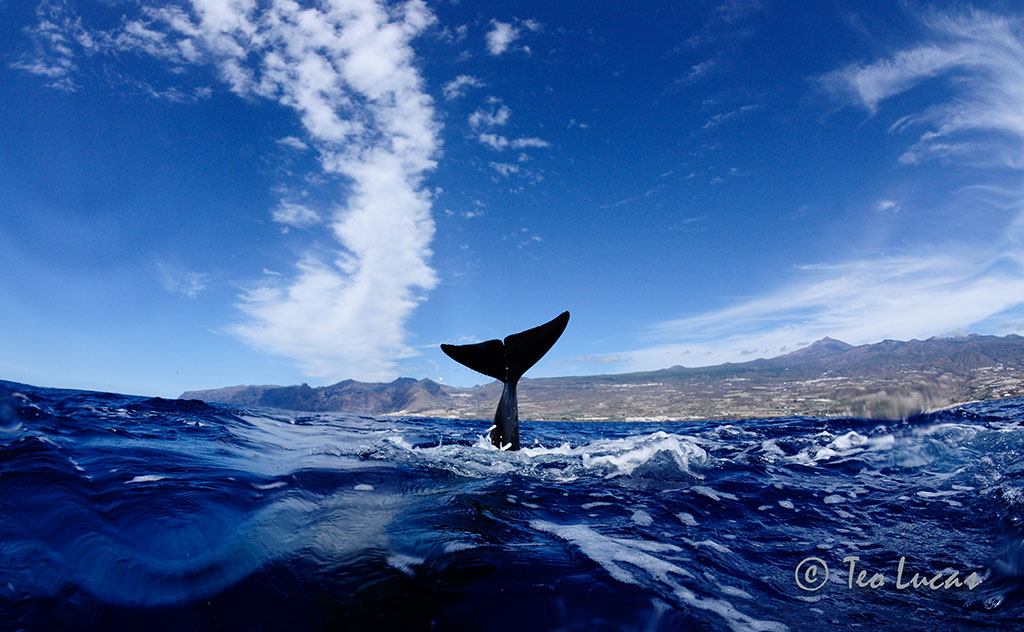 Ballena en Tenerife