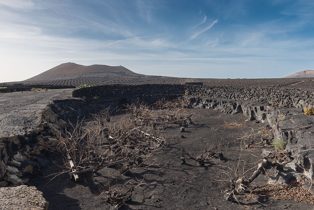 Cultivo en chabocos vinos de Lanzarote