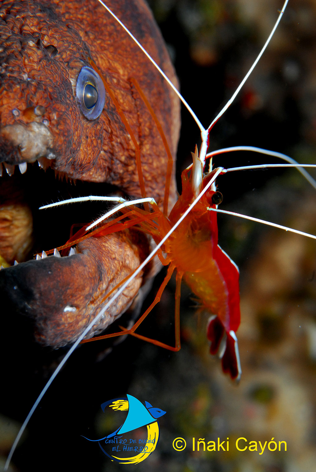 Morena buceo en el hierro