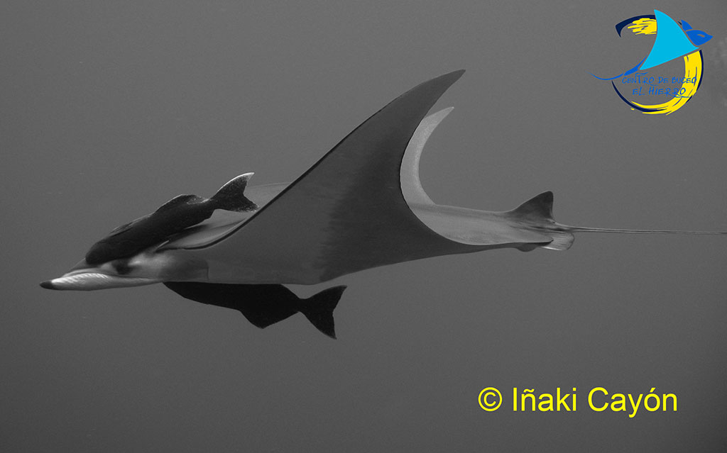 Manta diablo en El Hierro