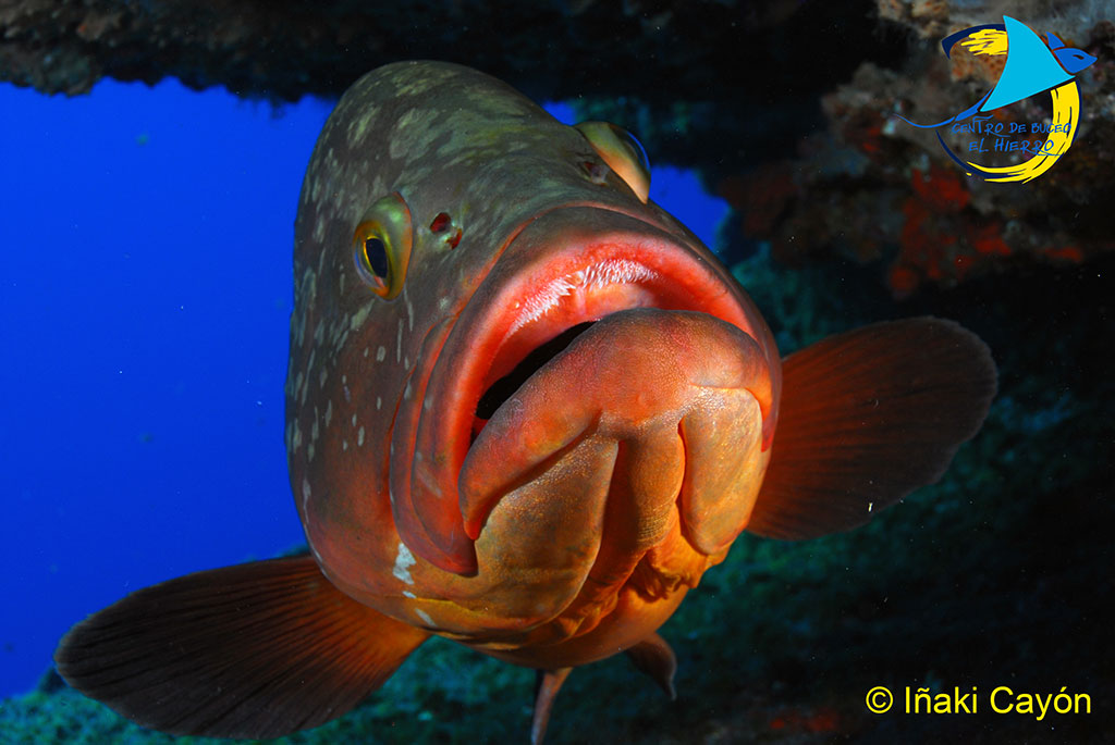 Mero buceo en el hierro