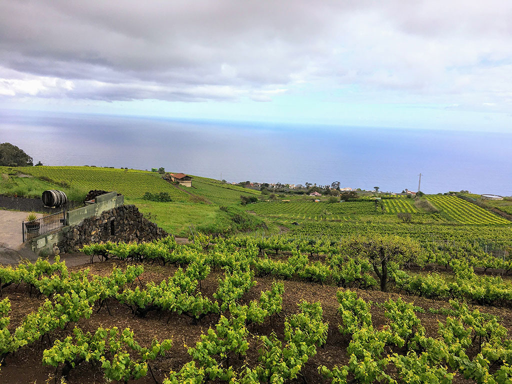 Picnic entre viñedos Bodegas Monje