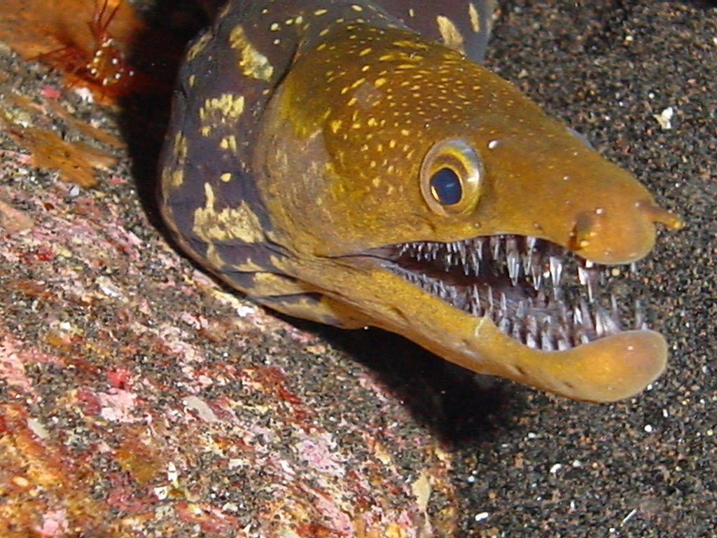 Morena buceo el hierro