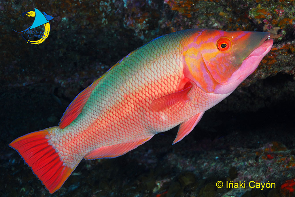 Pejeperro buceo el hierro