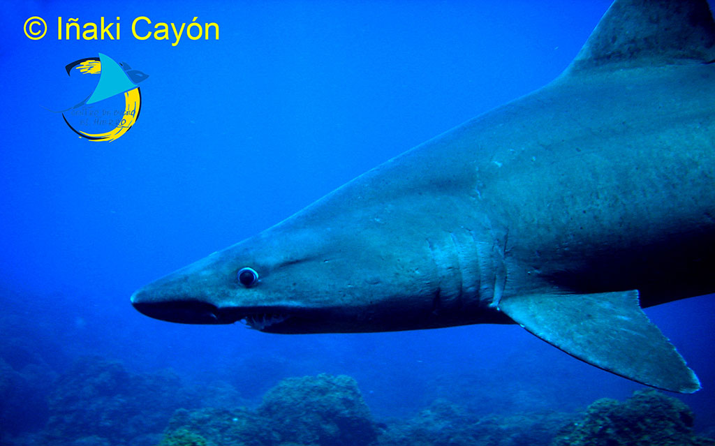 Tiburón toro el hierro