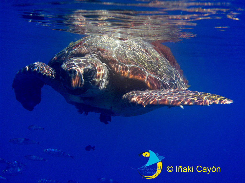 Tortuga buceo el hierro