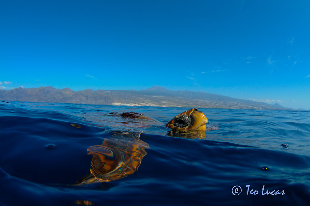 Tortuga en la costa de Tenerife