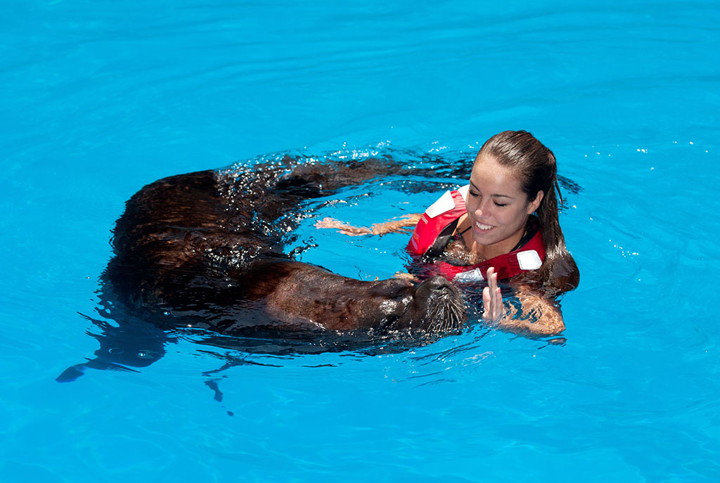 León marino en Fuerteventura