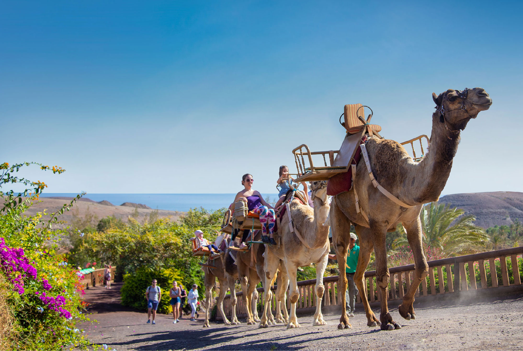 Camellos en Oasis Wildlife Fuerteventura