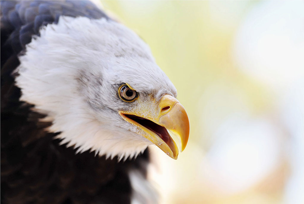 Águila en Oasis Wildlife Fuerteventura