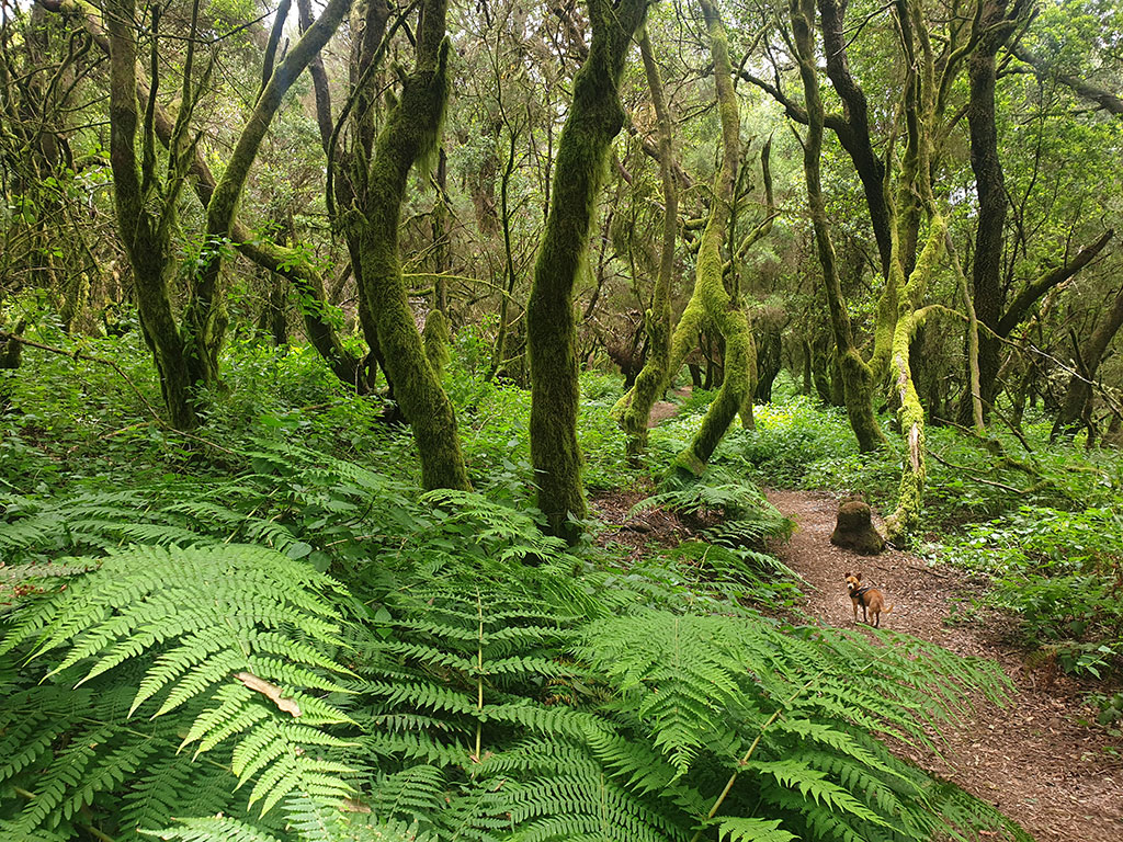 El Hierro en tres días, laurisilva