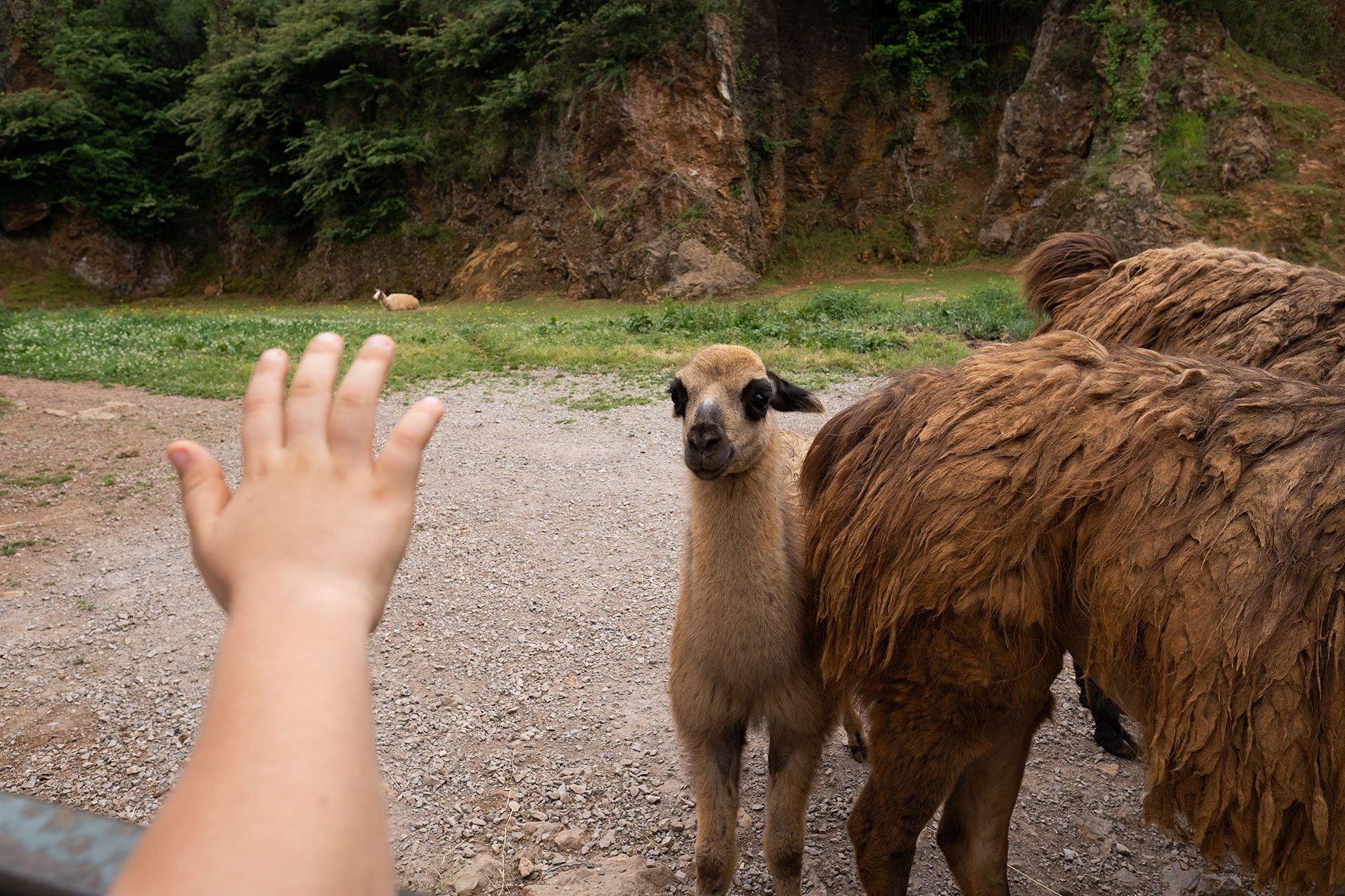 Niña tocando a llama en Cabárceno