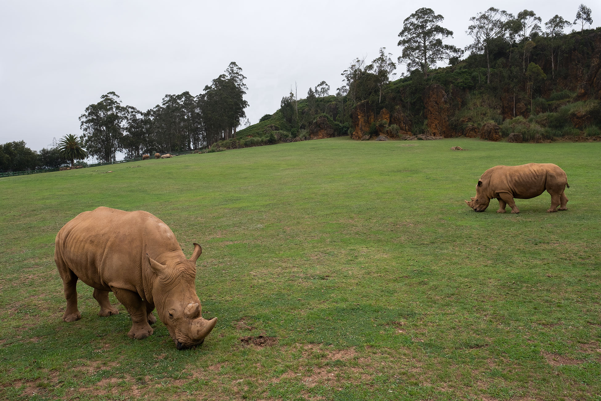 Rinocerontes en Cabárceno
