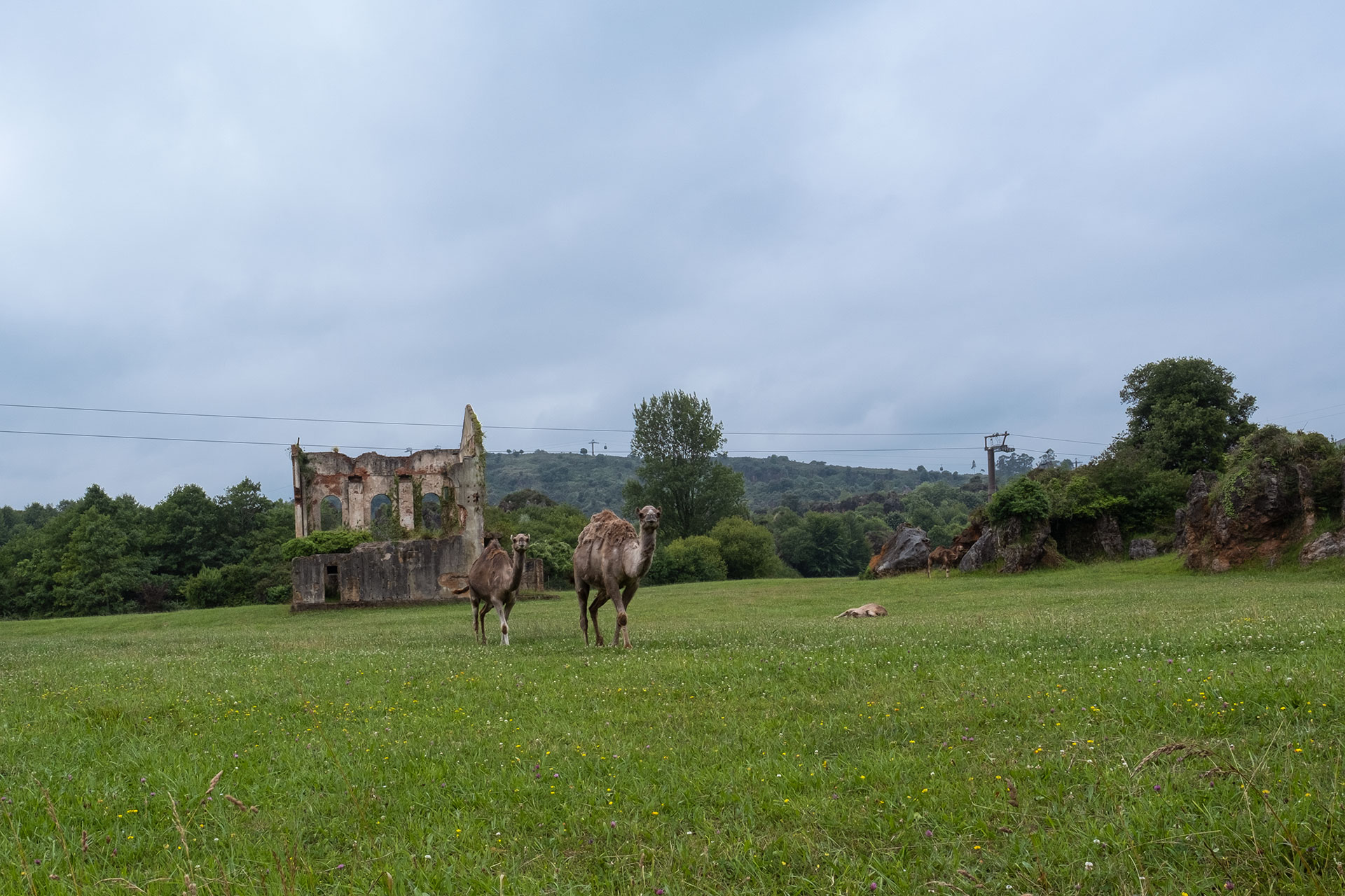 Dromedarios en Cabárceno