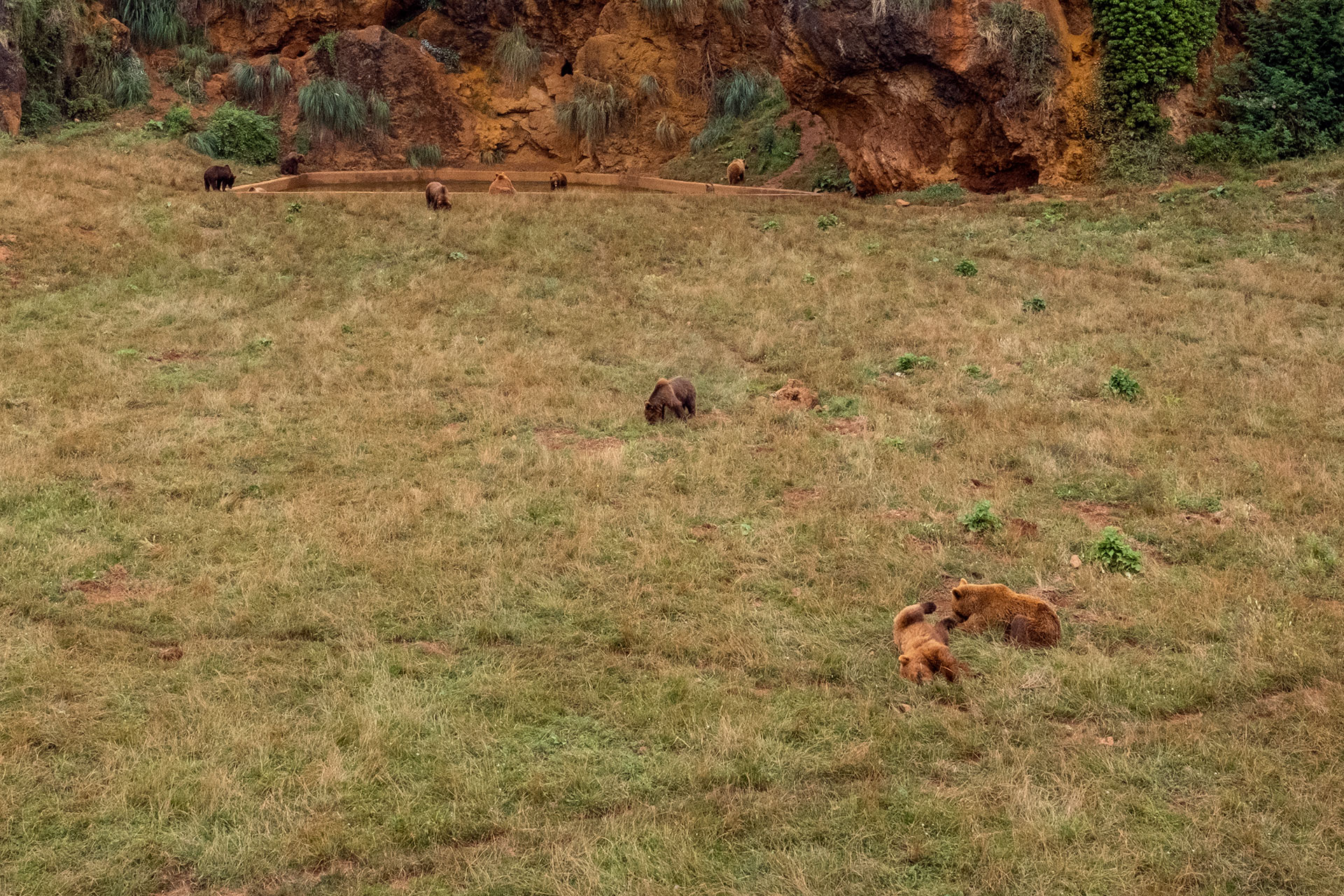 Osos en Cabárceno