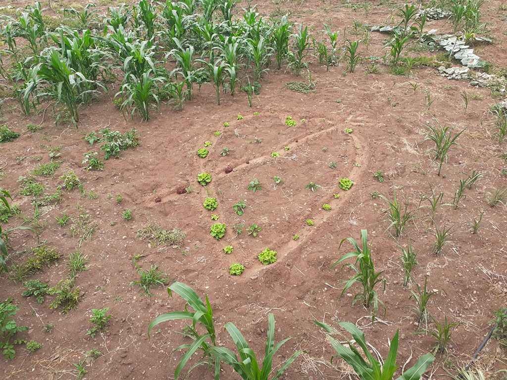 Corazón de lechugas en La Gomera