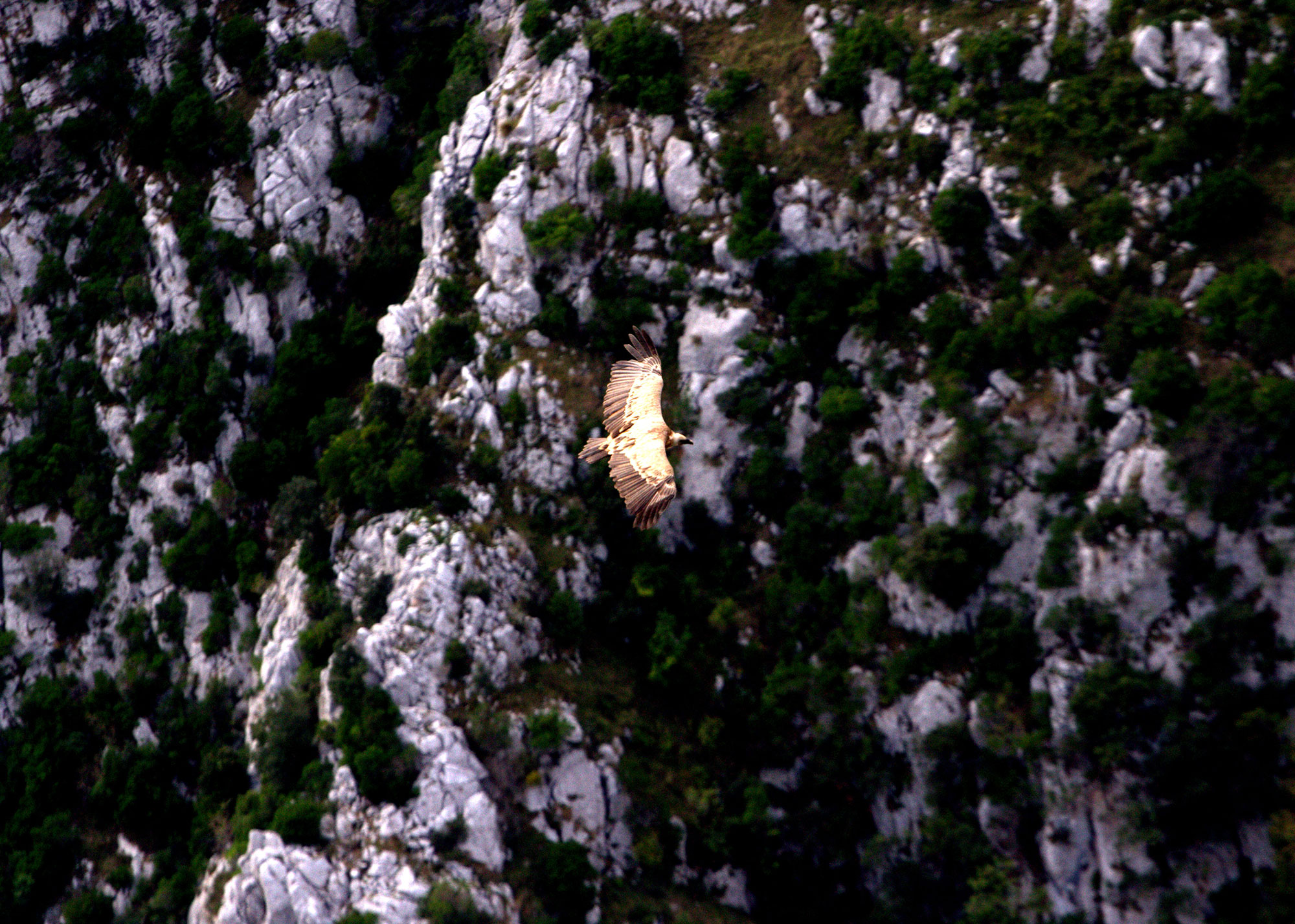 Aguila desde mirador de santa catalina