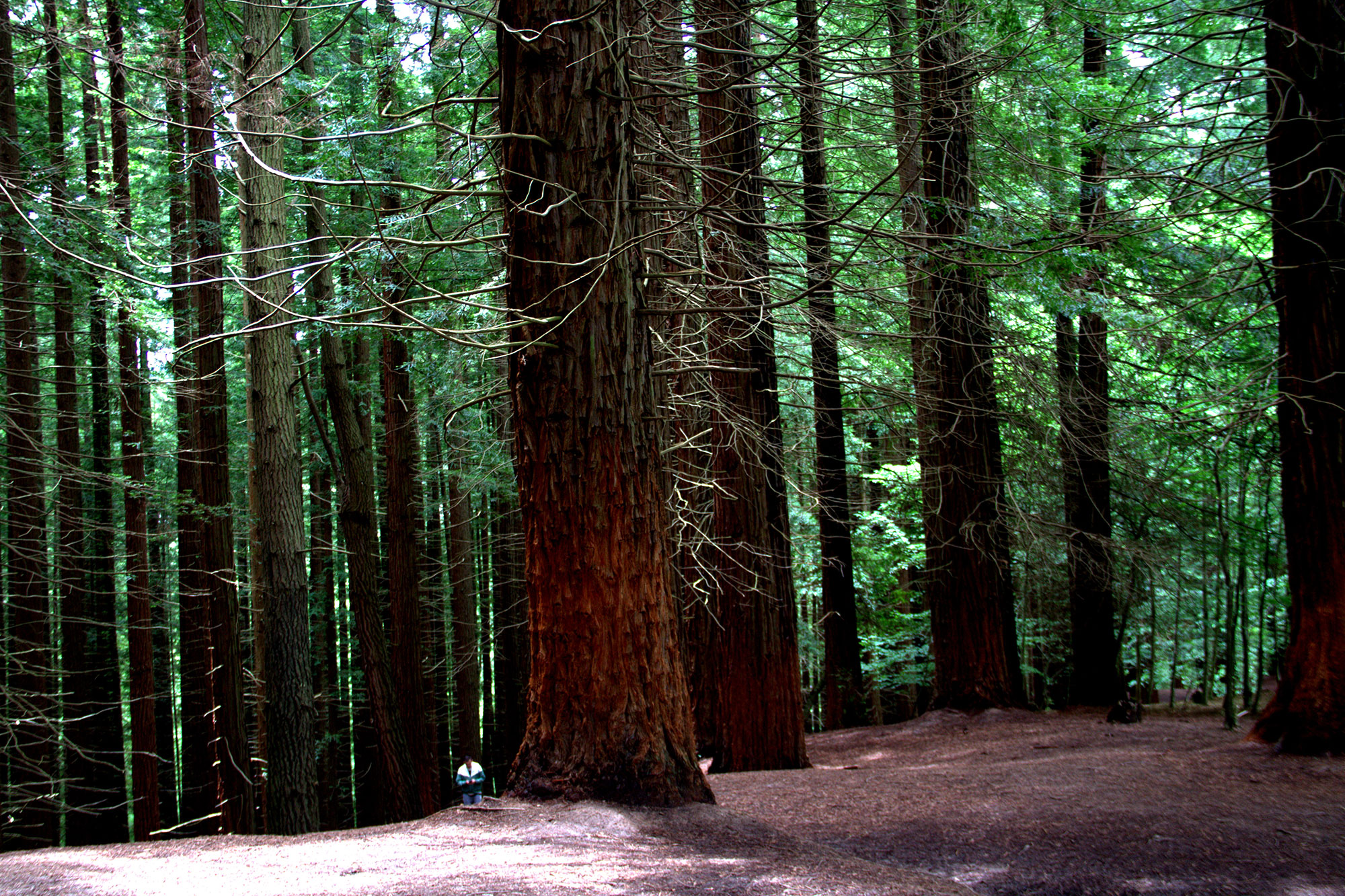 Bosque de Secuoyas