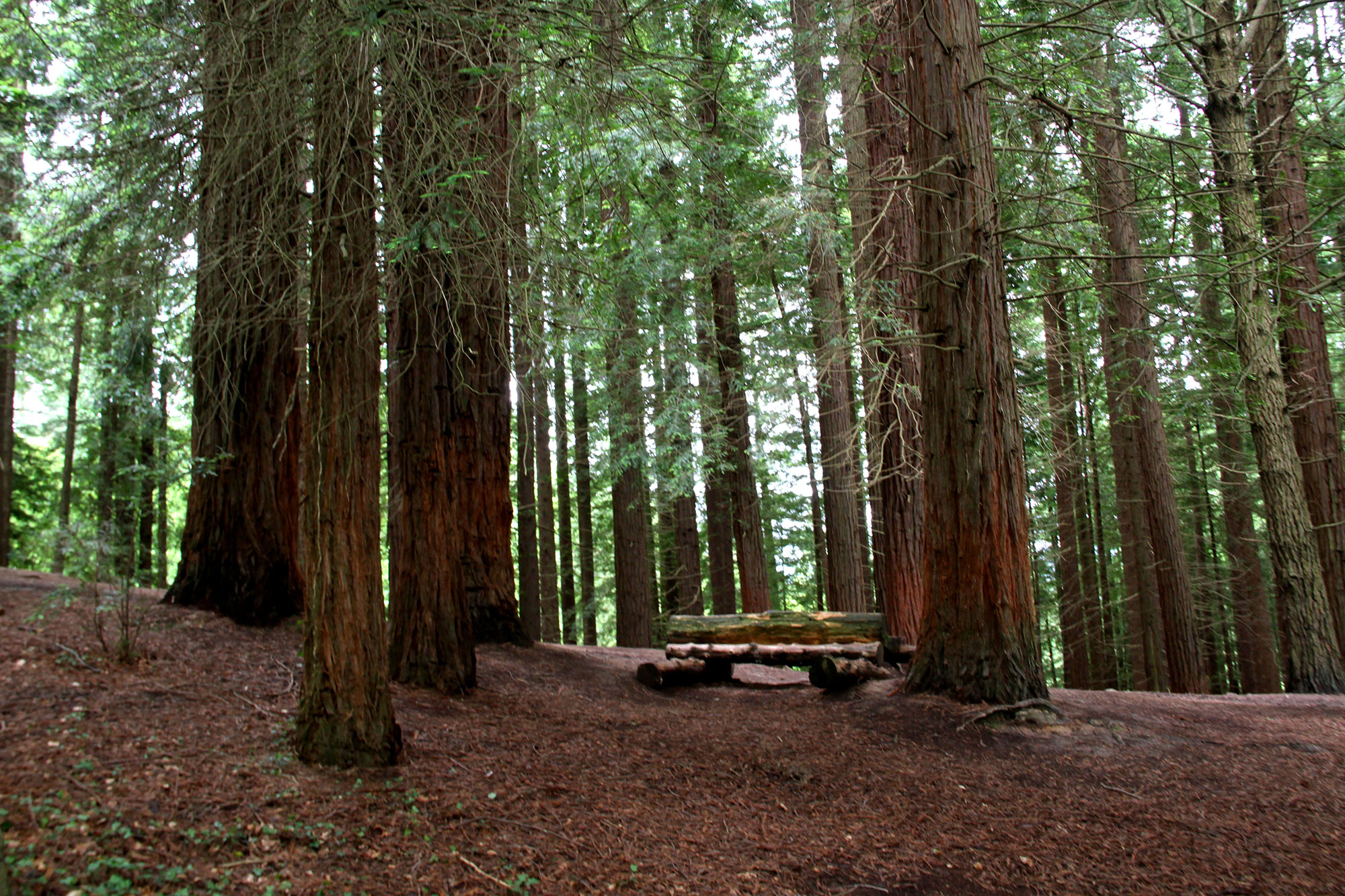 Bosque de secuoyas