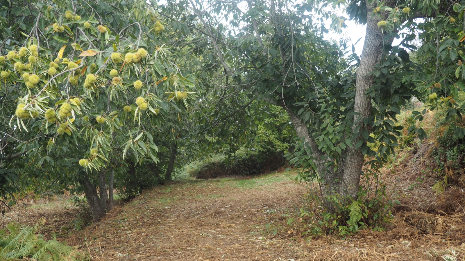 Castaños en La Matanza otoño en Tenerife