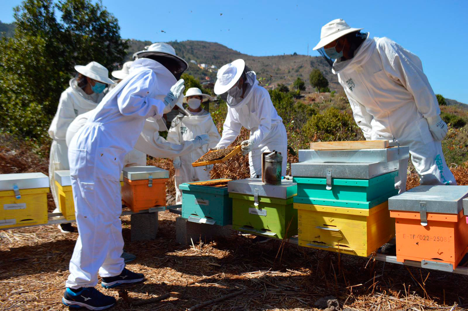 La abejera de la Ecoalpispa