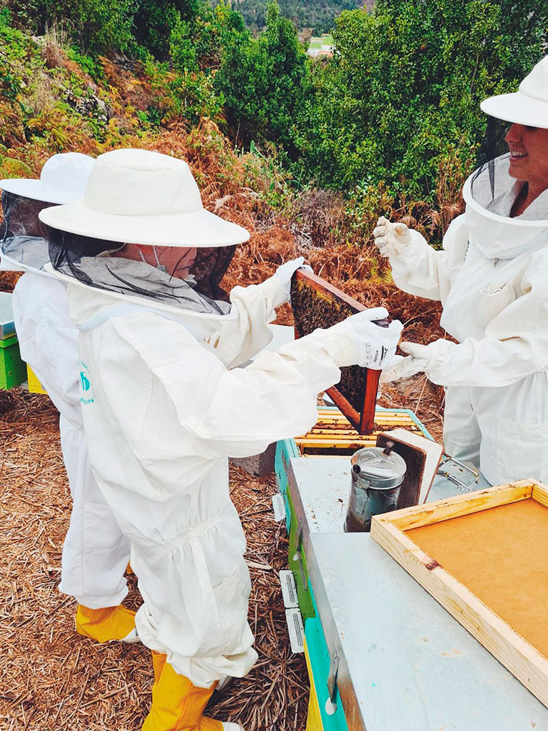 La abejera de ecoalpispa