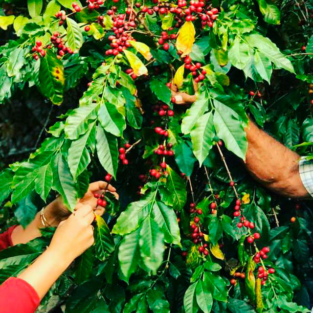 Manos recogiendo café en Finca La laja en el Valle de Agaete, Gran Canaria