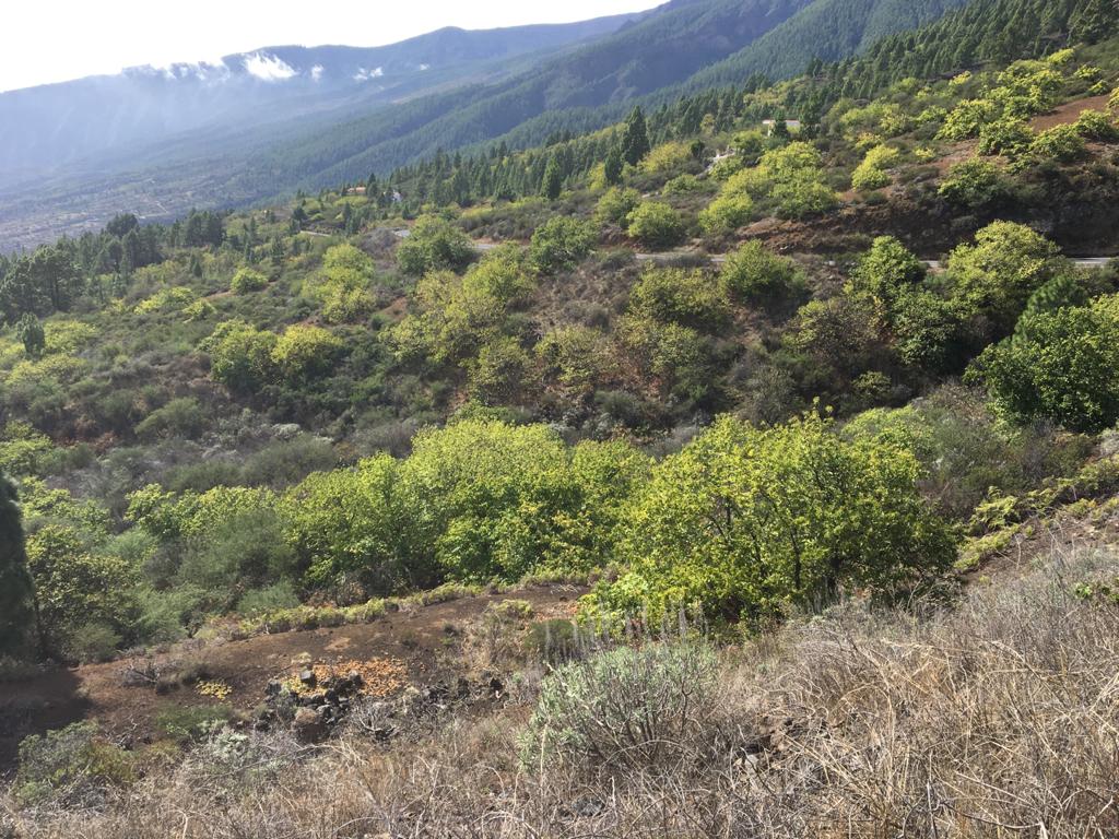 Castañeros en Arafo otoño en Tenerife