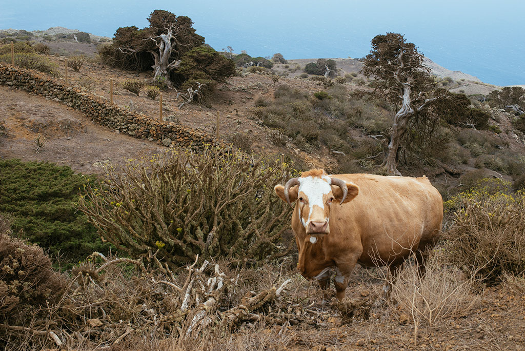 Vaca y sabina de El Hierro