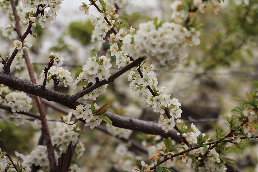 Flores de almendro