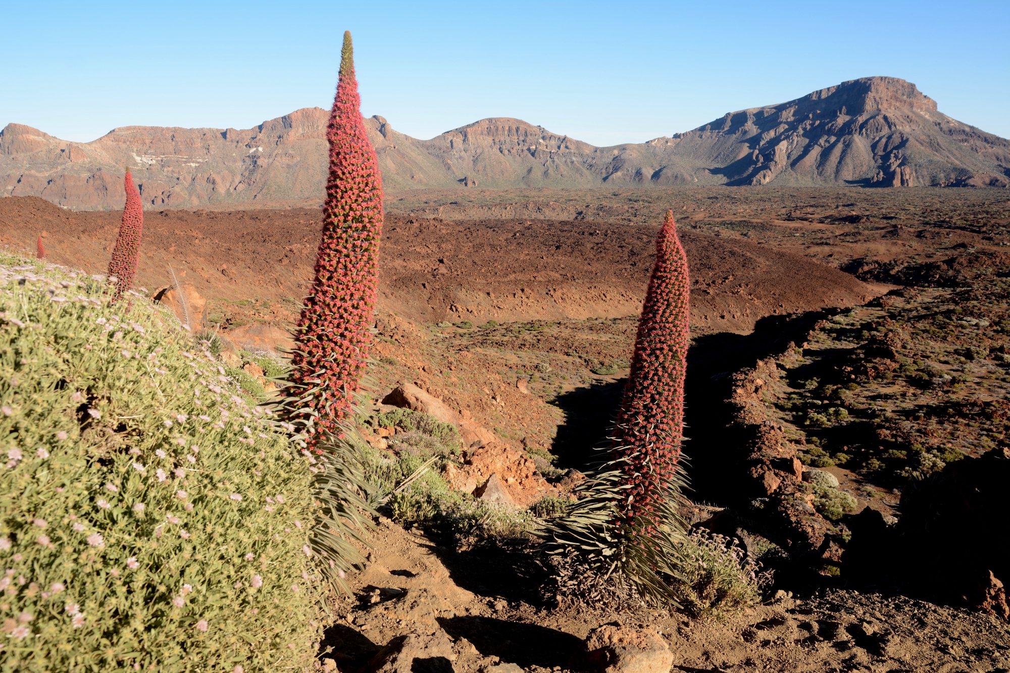 Floración tajinaste en el Teide