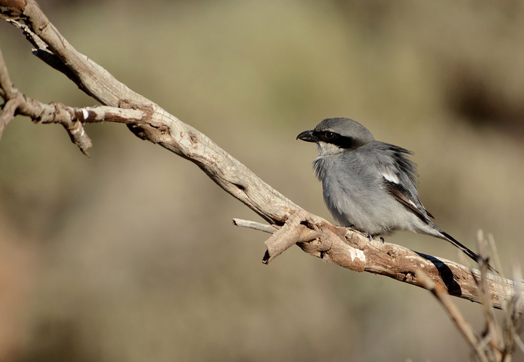 Pájaro en Parque Nacional del teide