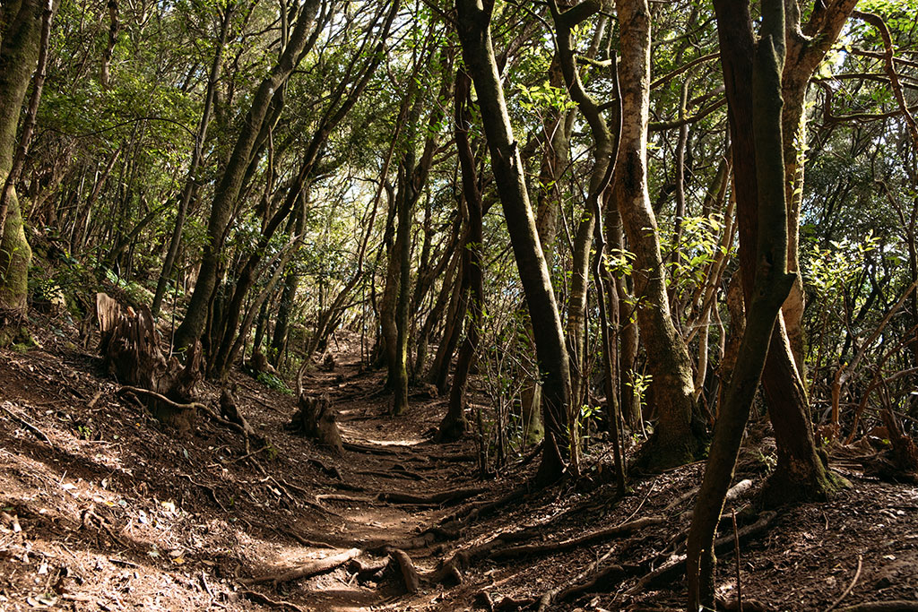 Sendero de los sentidos