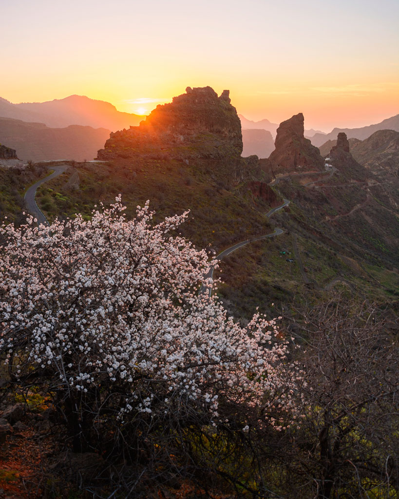 Almendros en flor en Tejeda