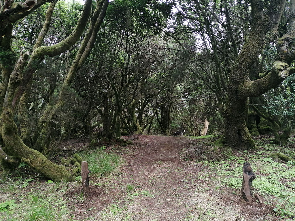 Sendero de la Llanía