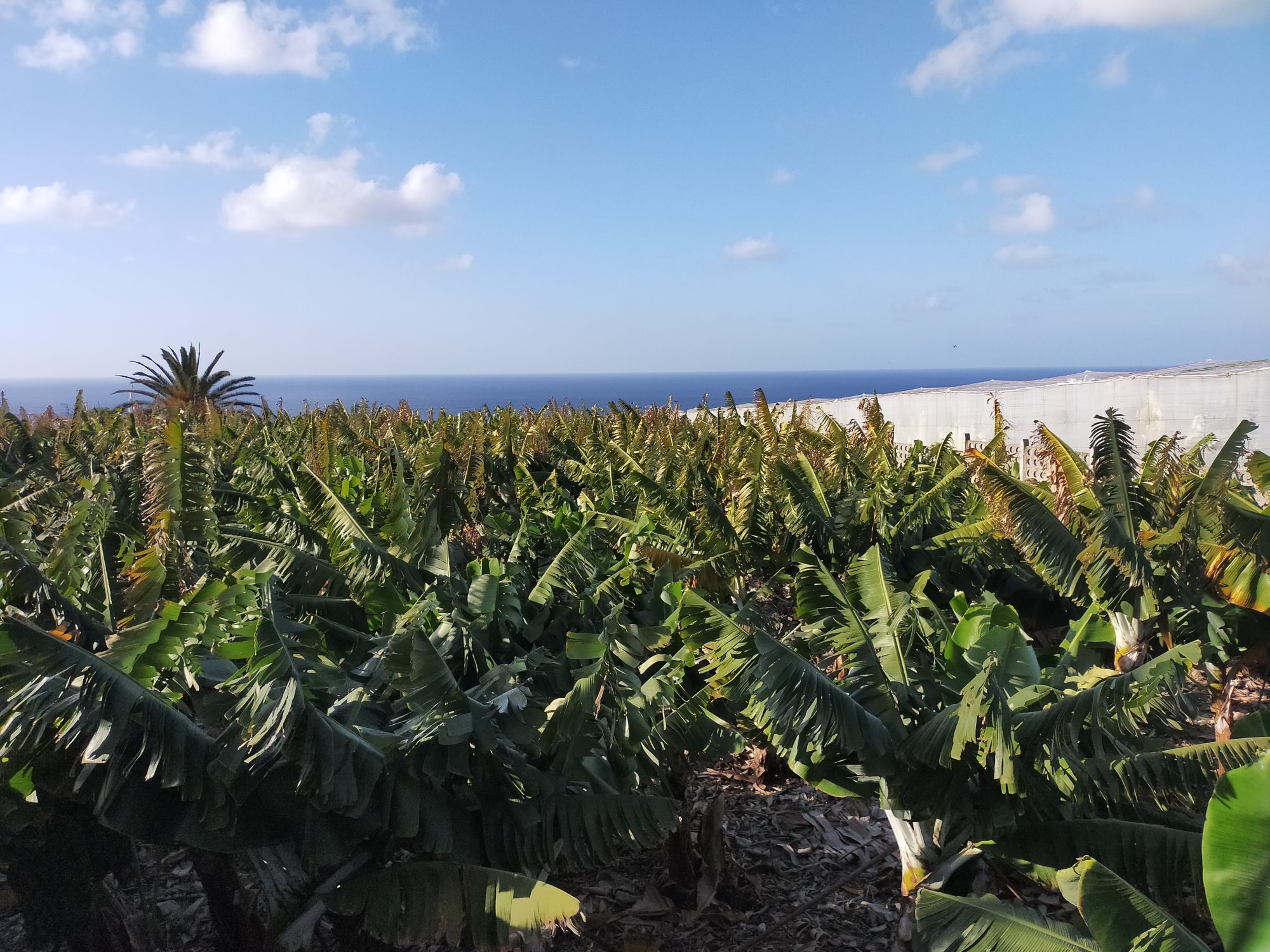 Platanera en La Punta