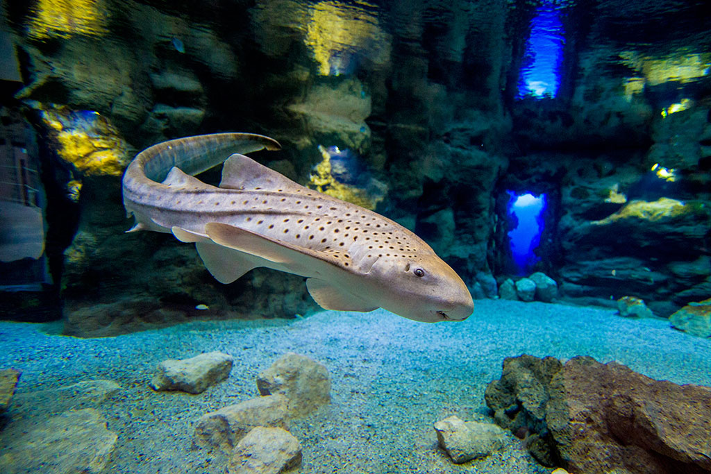 Activación de arena viva en un acuario de arrecife