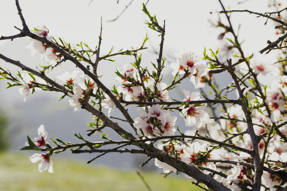 almendros en flor en tejeda