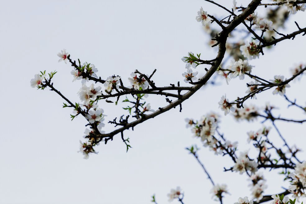 Almendros en flor en Tejeda