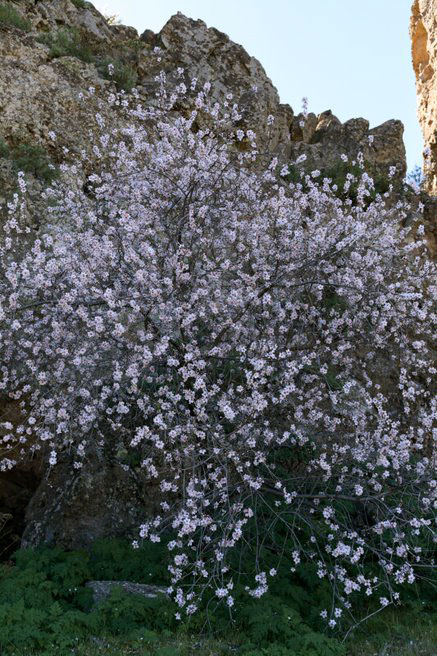 Almendros en flor en Tejeda