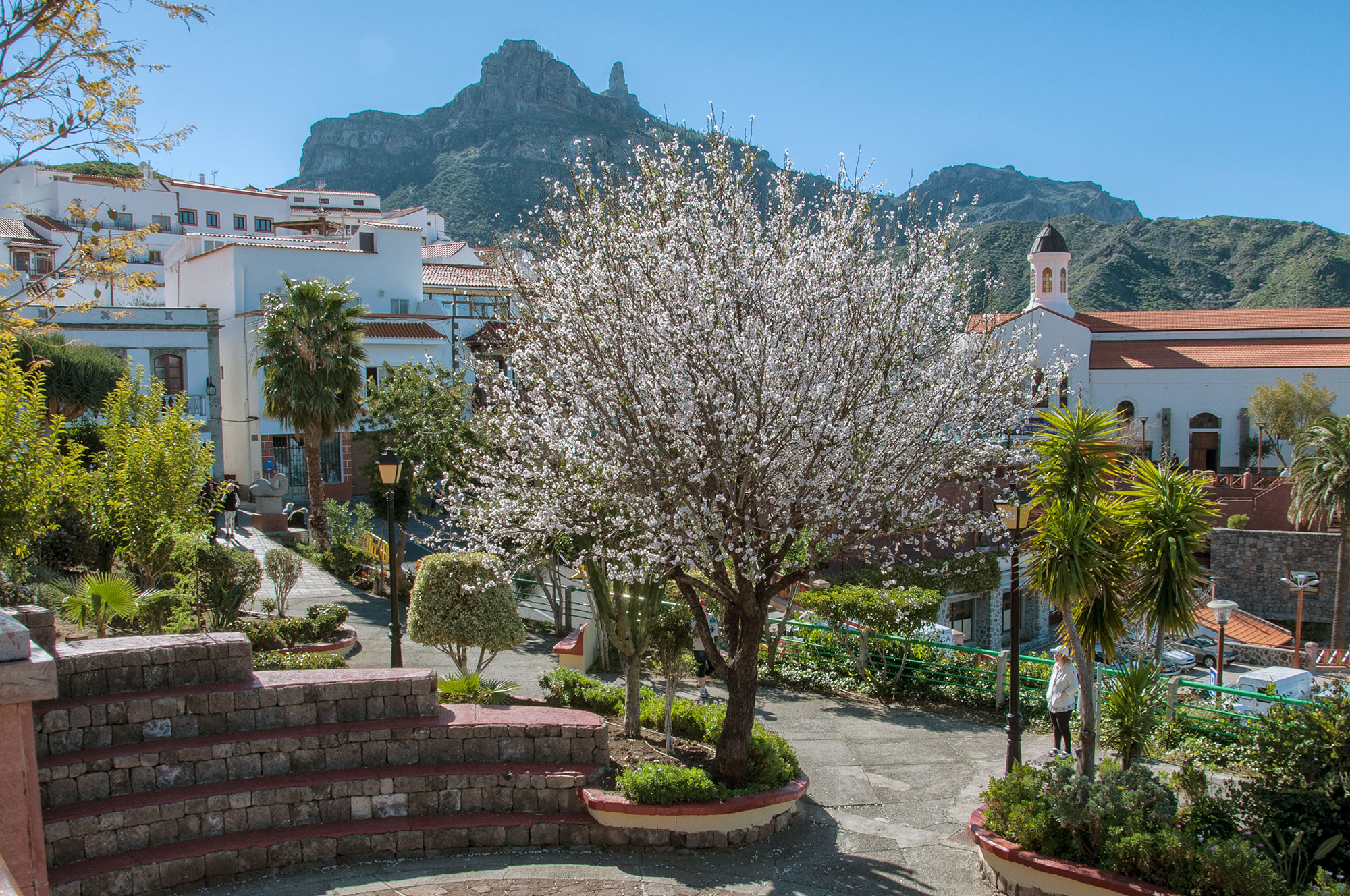 Almendros en flor en Tejeda