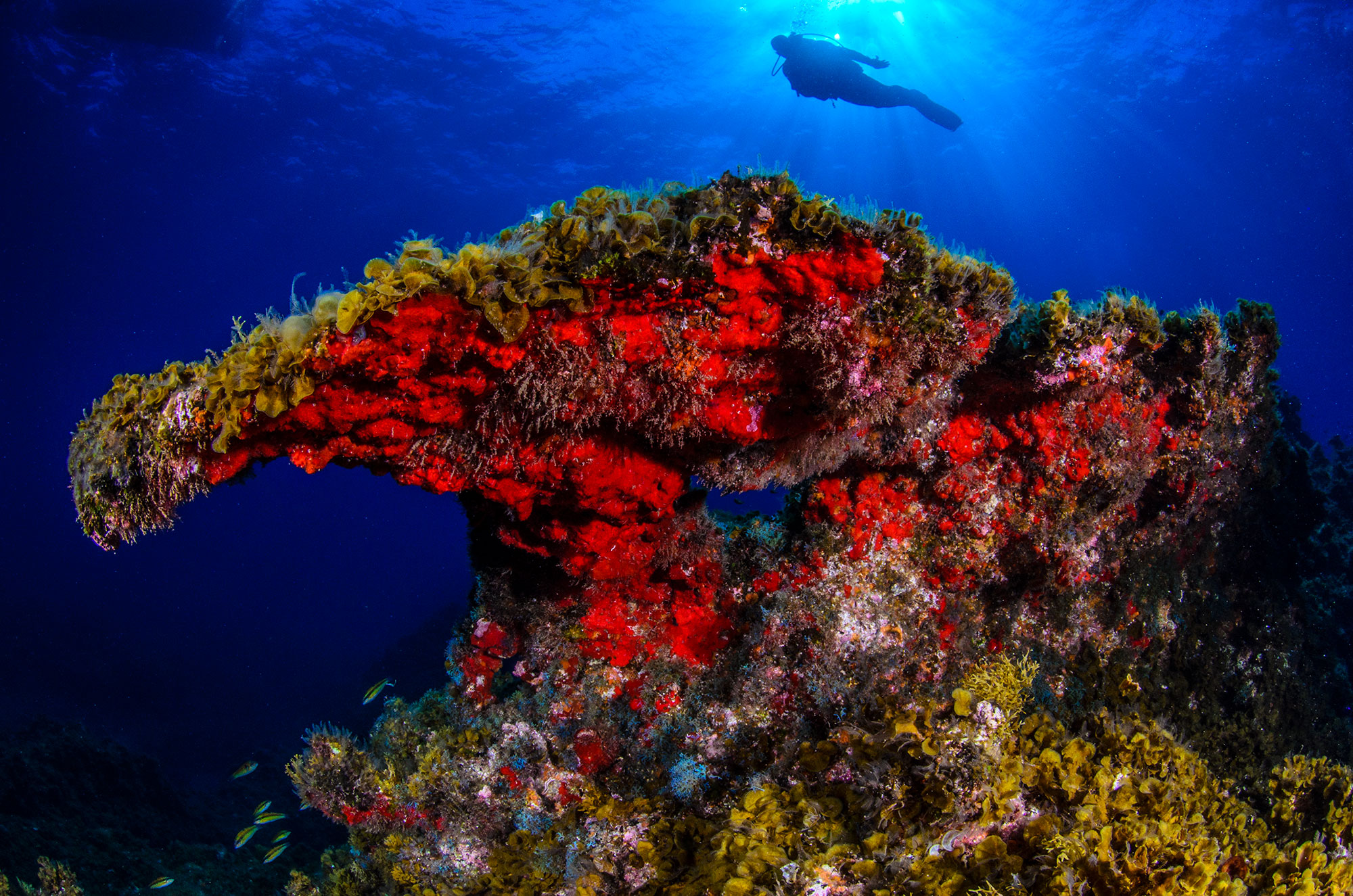 Planes cerca de ti buceo