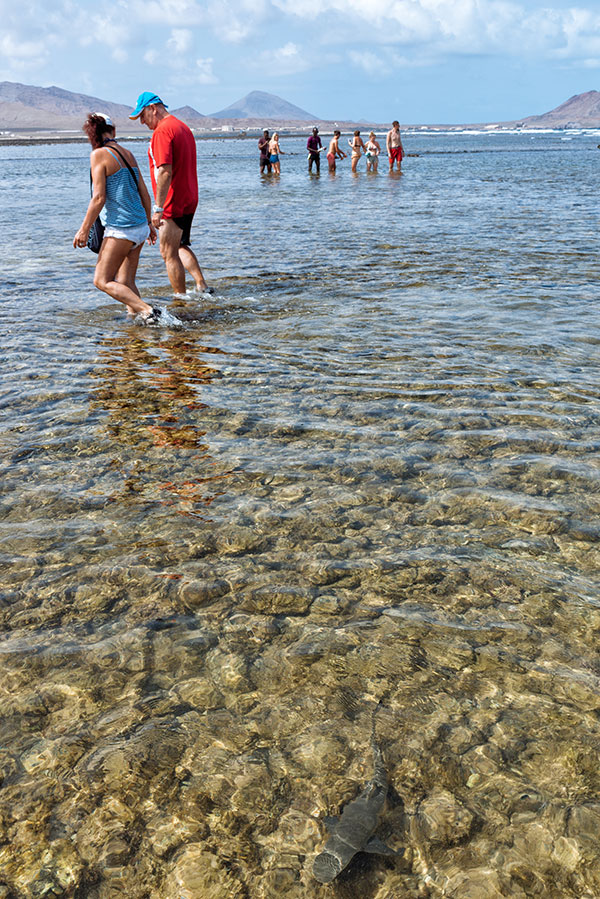 Tiburones en isla de sal