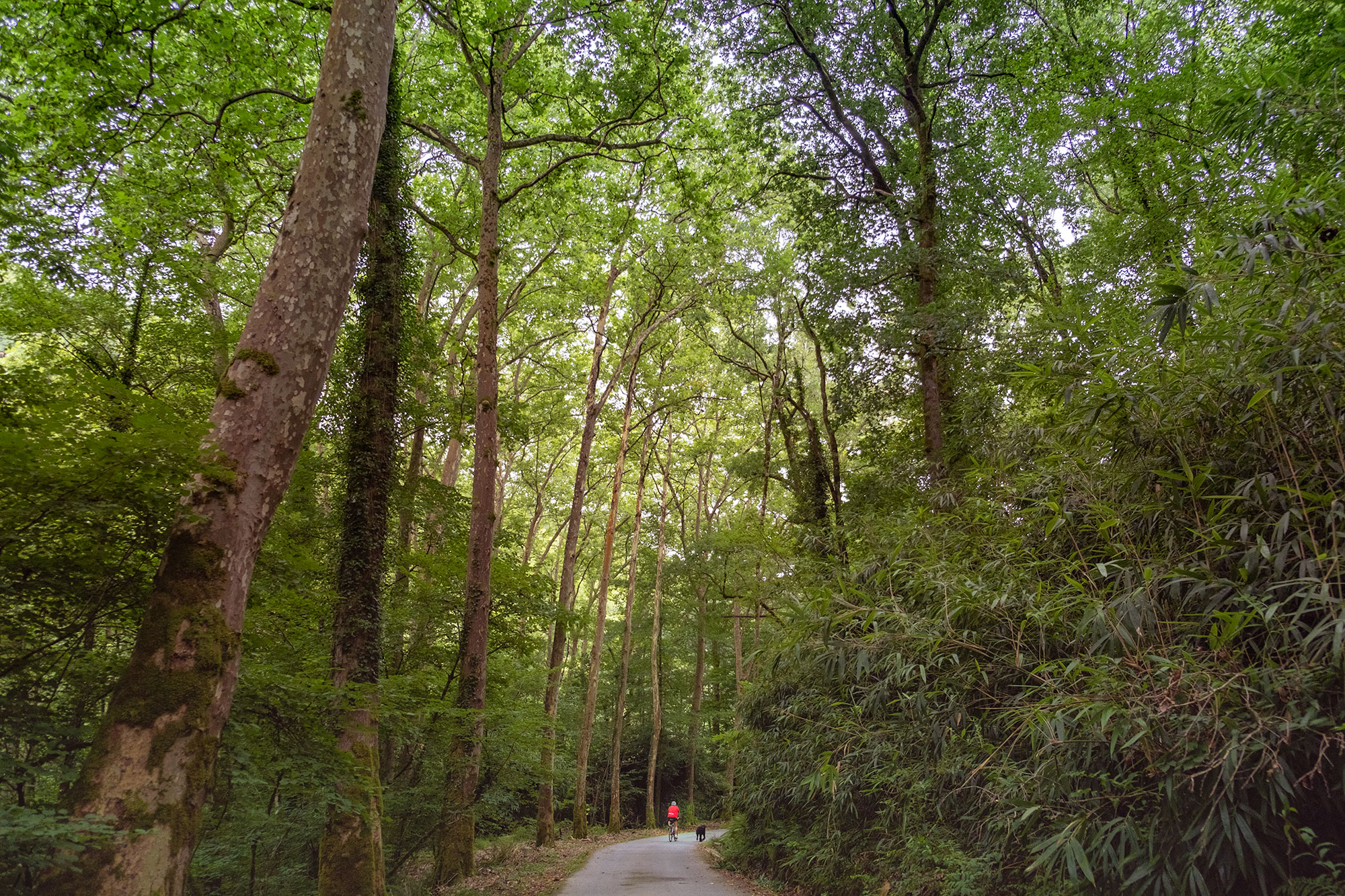 ciclista en Parque Natural Señorío de Bertiz