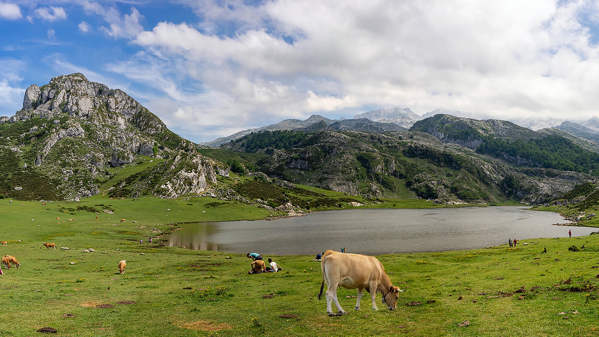 Lagos de Covadonga con vacas