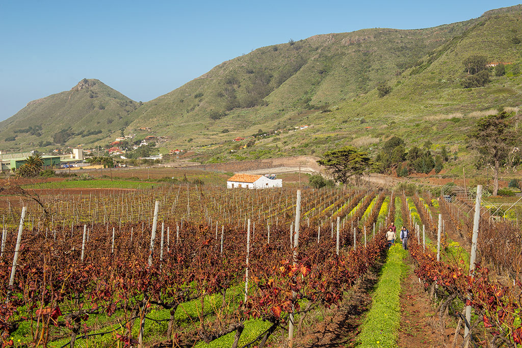 Canary Wine