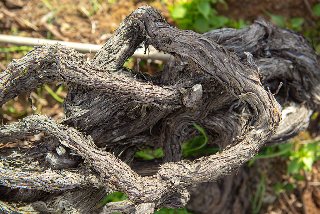 Canary wine route