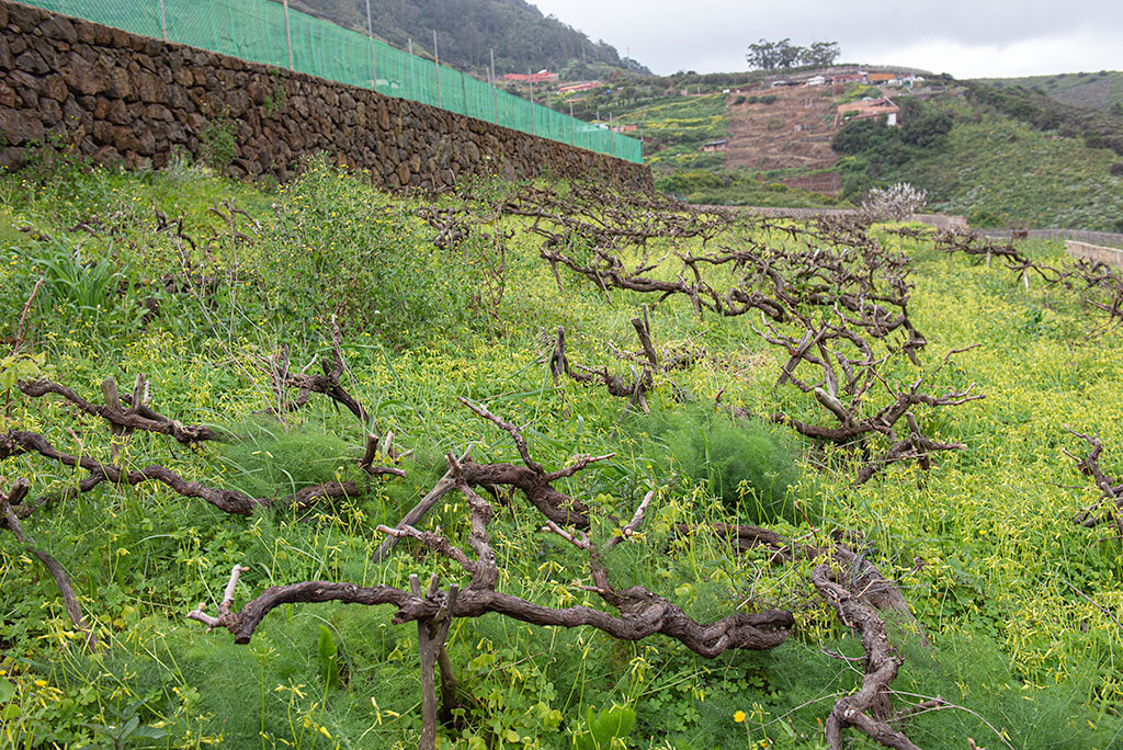 Canary Wine viñedo en Tegueste